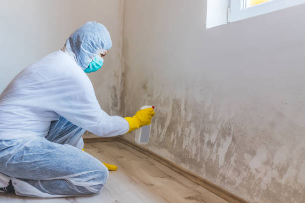 Licensed Mold Remediation service in Spring Hope, NC - 24 Hour Mold Removal