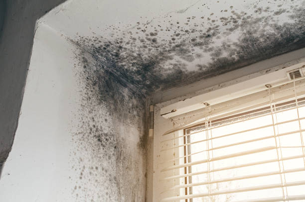 Affordable Mold Remediation solutions in Spring Hope, NC